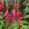 Fuchsia magellanica